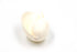 white baler shell